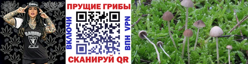 Галлюциногенные грибы Psilocybe  Купить где  Курган 